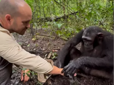 Chimpanzee Washes Photographer's Hands