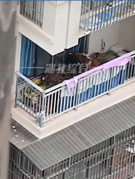 Chinese residents raise cows on balcony