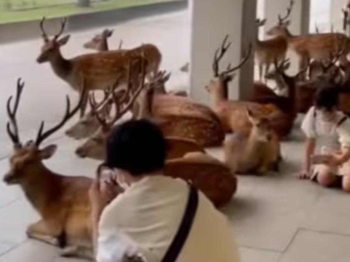 deer and human 