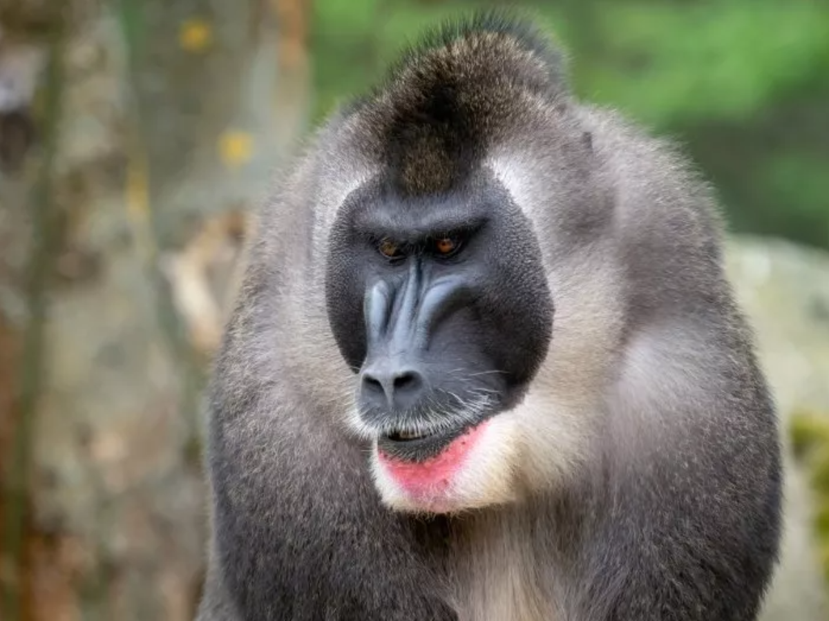 Bizarre! In A 'World's First', Female Monkey Eats Dead Baby After ...