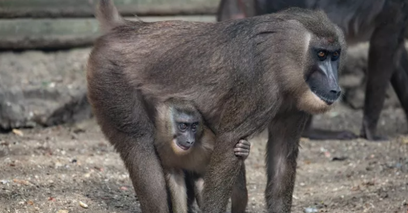 In 'World First', Female Monkey Eats Dead Baby After Carrying It For Days