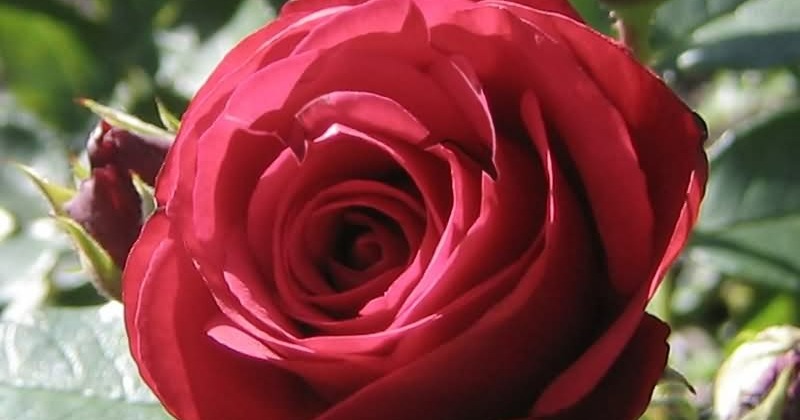 Visual Test: Spot The Hidden Dolphin Within 6 Seconds