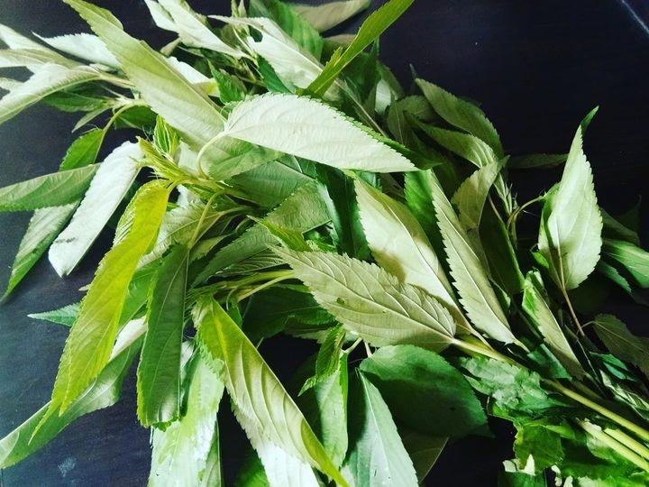Assamese People Are Known To Consume An Extremely Bitter 'Dead Leaf