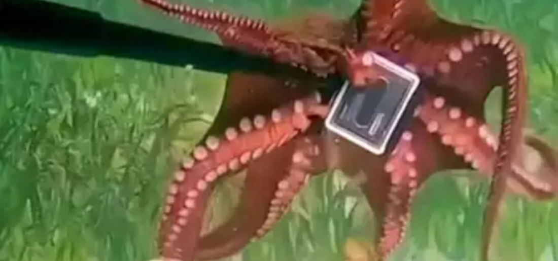 Octopus Grabs Hold Of Aussie Diver's GoPro Camera