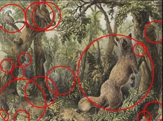 Optical Illusion Intelligence Test Point 16 Hidden Animals