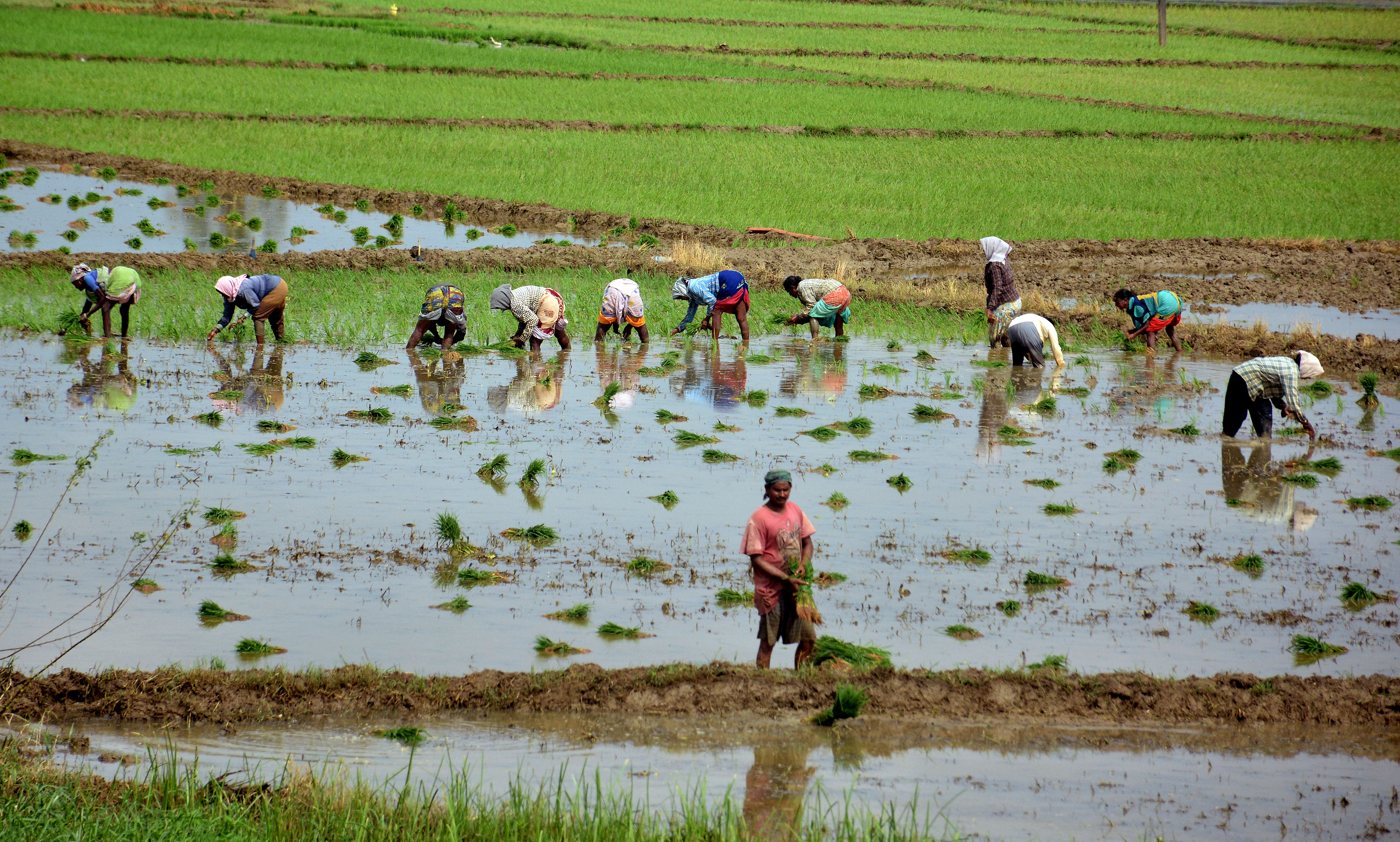 Sowing Of Black Rice Begins In Manipur With Army Cover For Farmers Amid ...