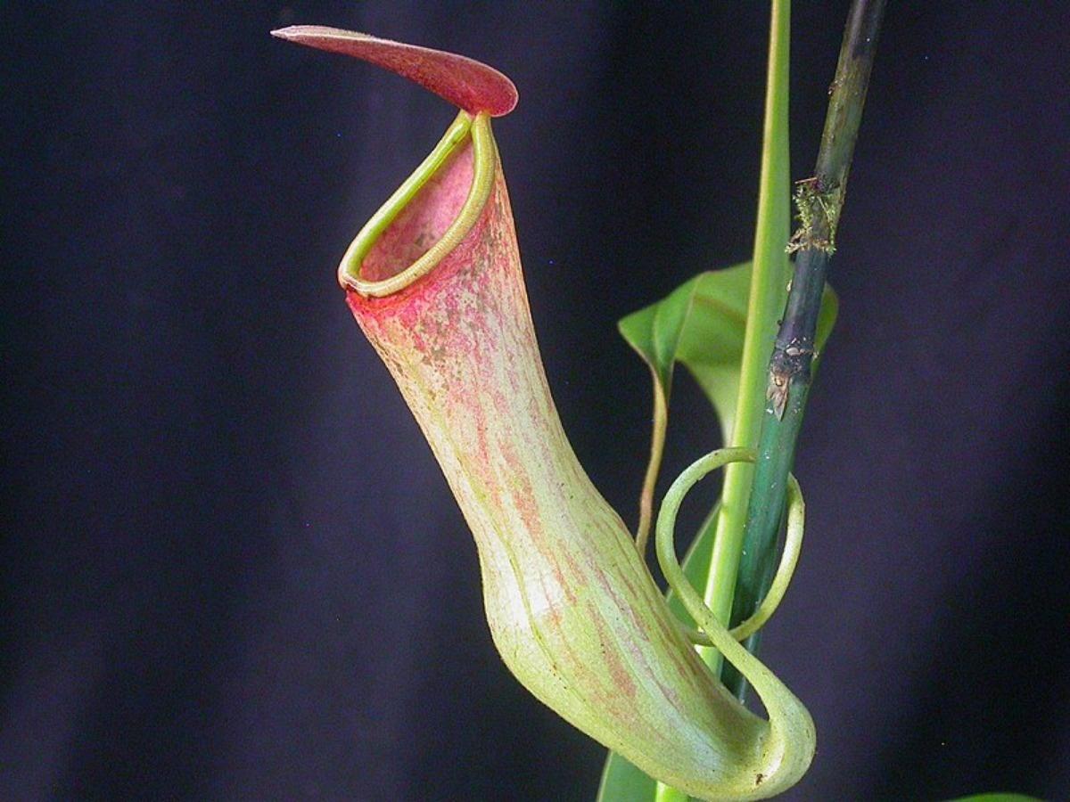 pitcher plant eating mouse
