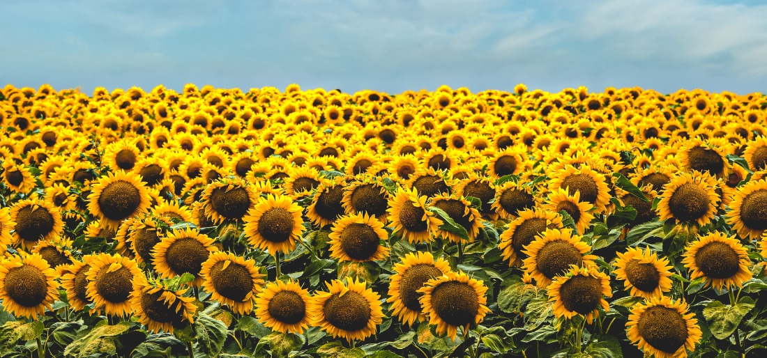 farmer-plants-1-2-million-sunflowers-to-surprise-wife-for-anniversary