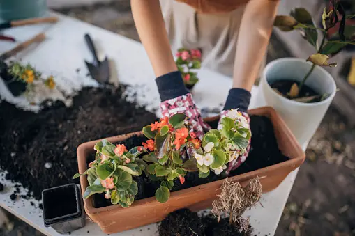 5 Things To Know About Container Gardening