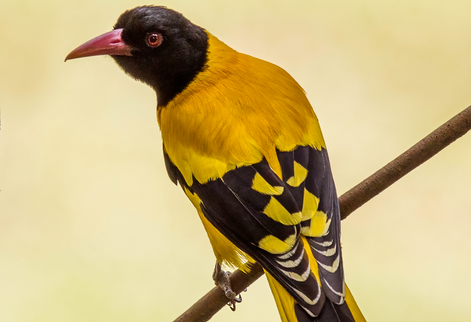 three-rare-bird-species-spotted-in-up-during-sarus-crane-census-one-of