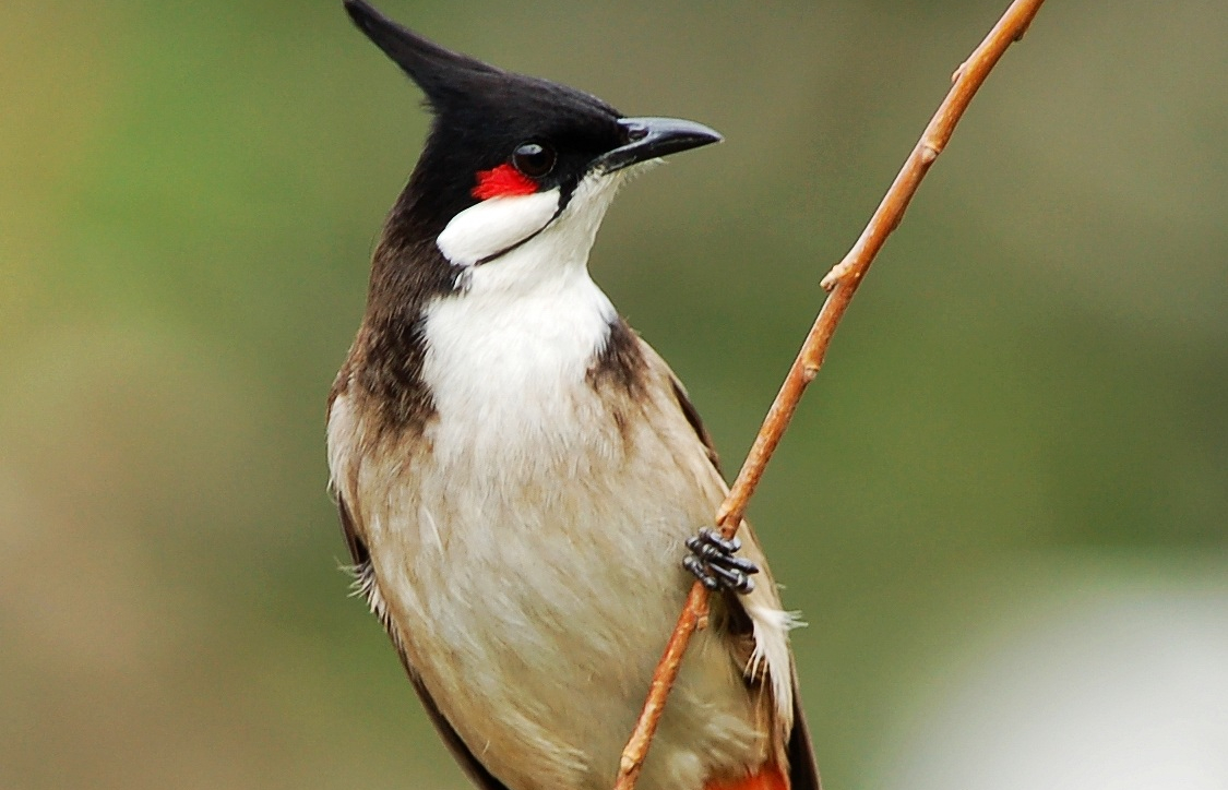 three-rare-bird-species-spotted-in-up-during-sarus-crane-census-one-of