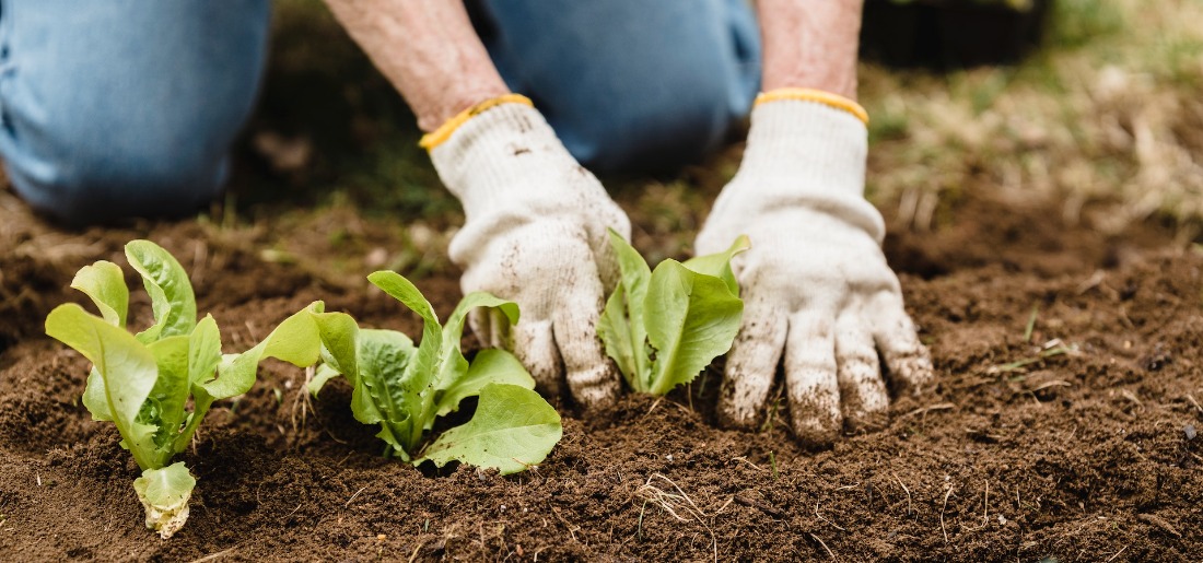 Organic Fertilizer The Ultimate Gardener’s Guide To Natural Plant Food