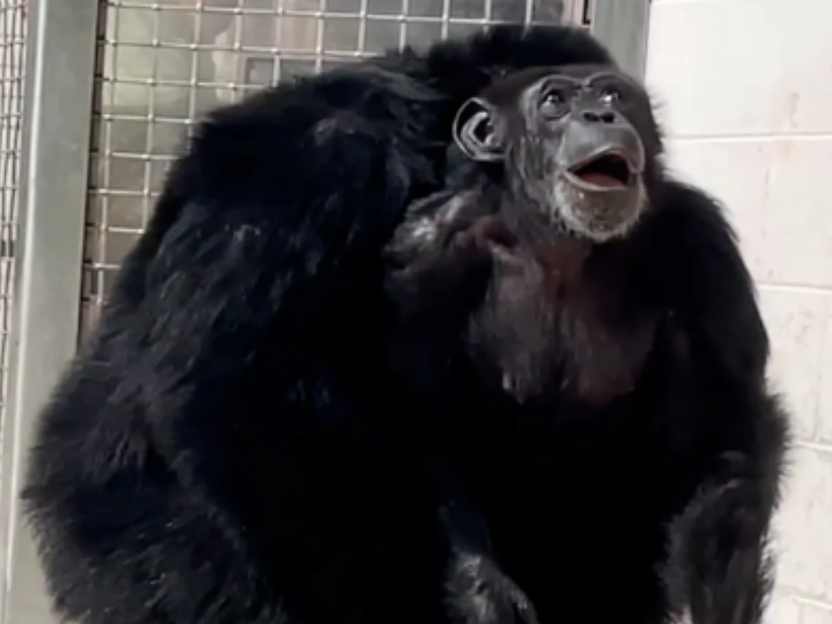 Chimpanzee sees the sky for the first time