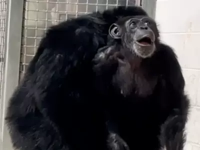 Chimpanzee Sees Sky For The First Time