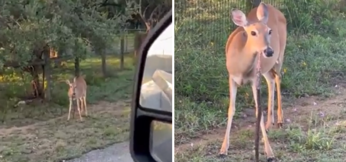 Video Of A Deer Eating Snake Goes Viral