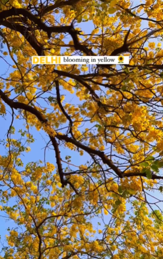 Delhi street flowers in yellow