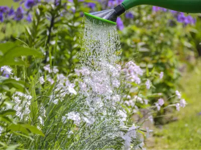 Water-Soluble Organic Fertilizers