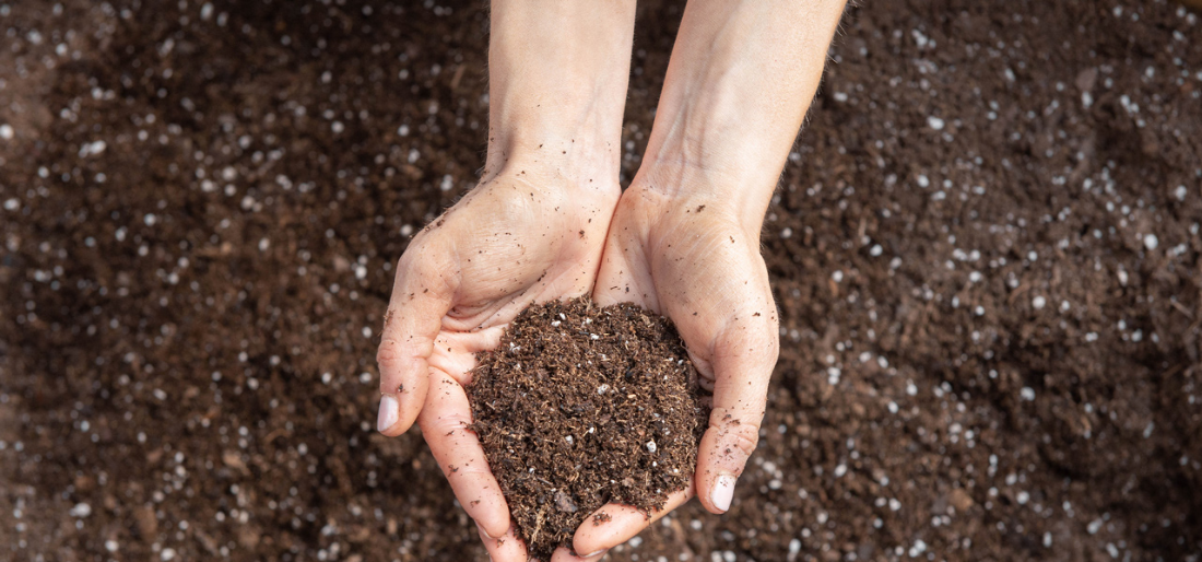 A Guide To Potting Soil Ingredients