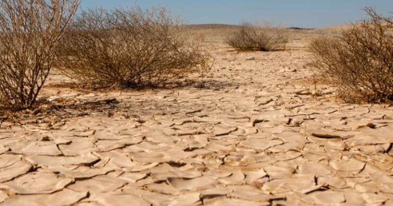 World Day To Combat Desertification And Drought: All You Need To Know