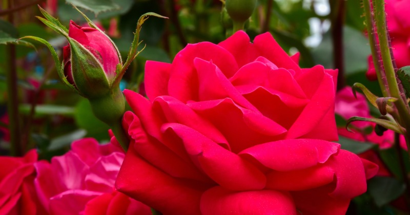 10-popular-red-roses-to-grow-best-varieties