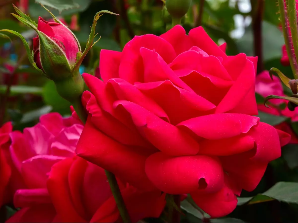10 Popular Red Roses To Grow (Best Varieties)