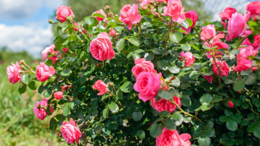 Gardening tips: A beginners guide to take care of roses