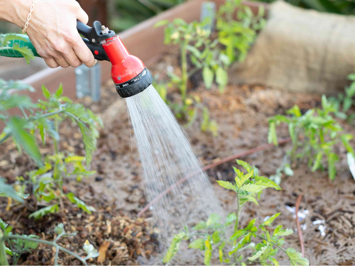 Benefits Of Bottom Watering Enhancing Plant Health And Growth