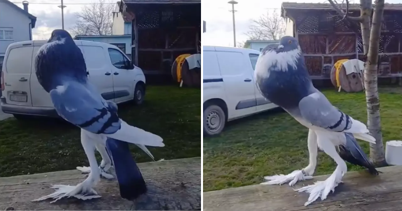 Watch: 'Mutant Pigeon' With Giant Feet Goes Viral