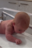 Newborn Baby Stuns Mother By Lifting Head And Crawling 3 Days After Birth