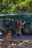 'Adventure- Not For The Weak': Video Showing A Tiger Clinging Onto A Jungle Safari Bus Goes Viral
