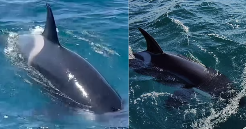 Three Killer Whales Attack Ocean Race Boat