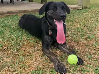 US Dog Achieves Longest Tongue Guinness World Record