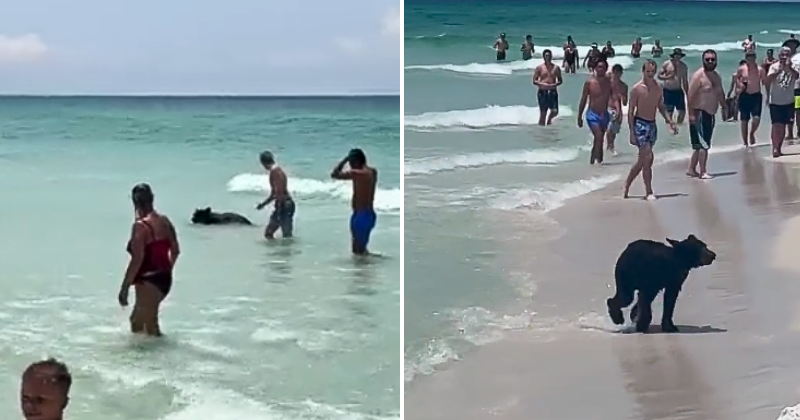 Black Bear Swims Onto Beach In Florida, USA - Indiatimes
