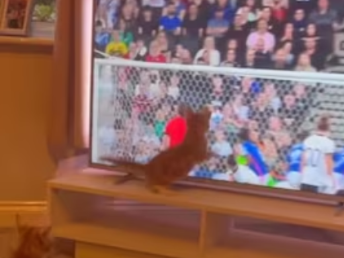 cat becomes goalkeeper