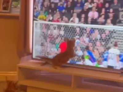 cat turns goalkeeper