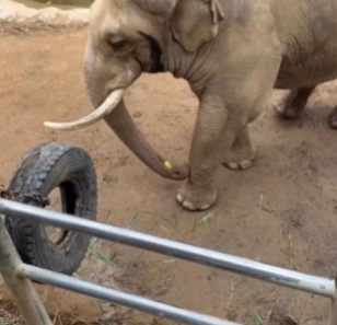  elephant returns kid shoe fell in zoo enclosure viral video