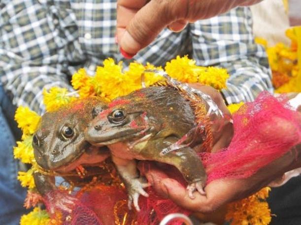 Locals Resort To Age-Old Tradition Of Frog Wedding To Get Respite From ...