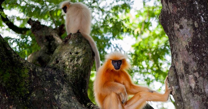 Golden Langur : In India, This Primate Is Found Only In Assam, And Is 