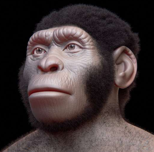 homo naledi