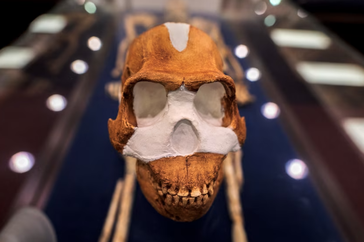 homo naledi