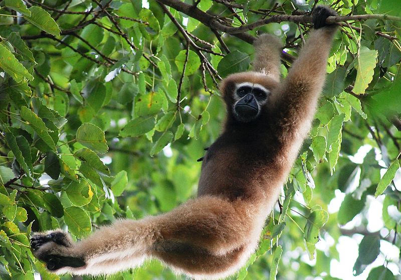 This Viral Video From Kaziranga Shows A Hoolock Gibbon Walking Like A