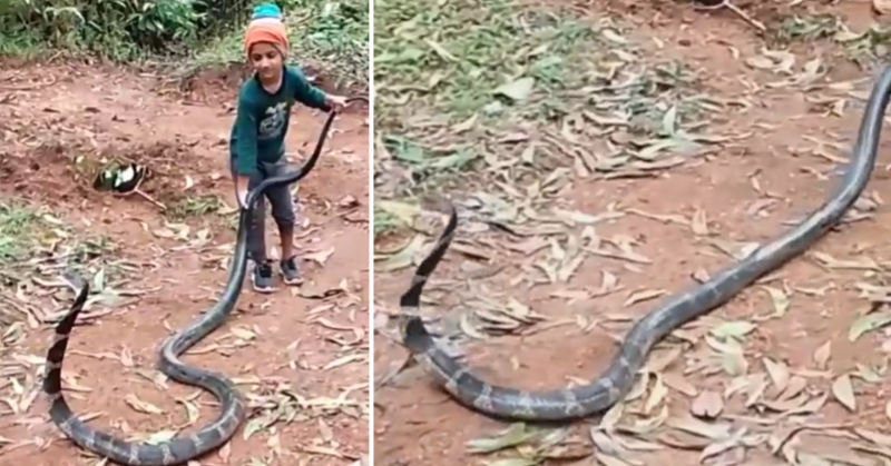 Boy catches snake with bare hands This young boy shows his bravery