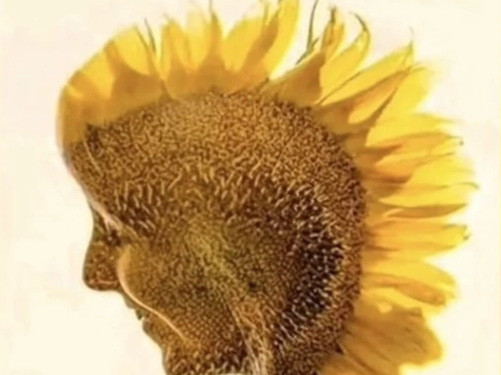 lady or sunflower 