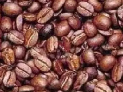 man hidden in coffee beans 