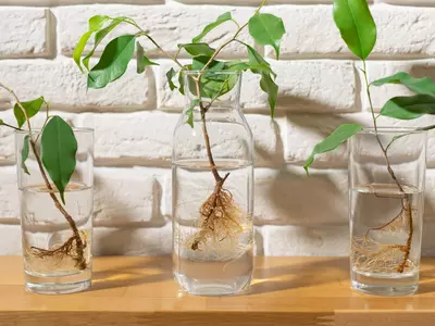 Growing Plants by Root Cuttings
