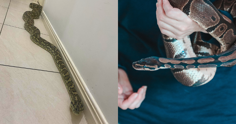 8-foot Python Successfully Rescued