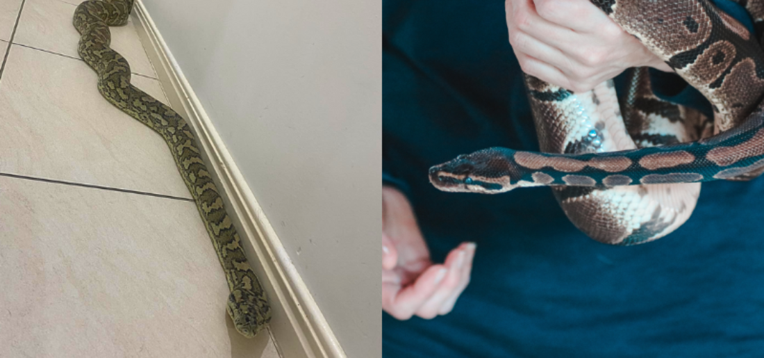 8-foot Python Successfully Rescued