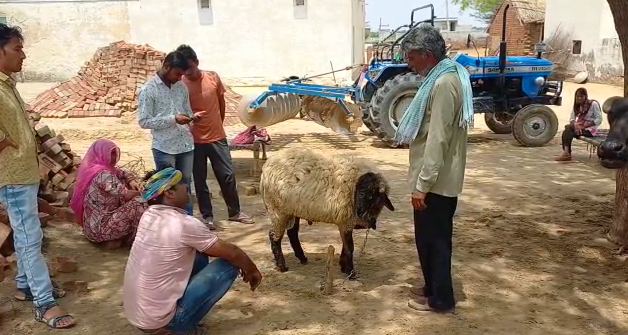 rajasthan shepherd refuses 1 crore for lamb