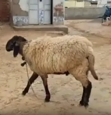 rajasthan shepherd refuses 1 crore for lamb