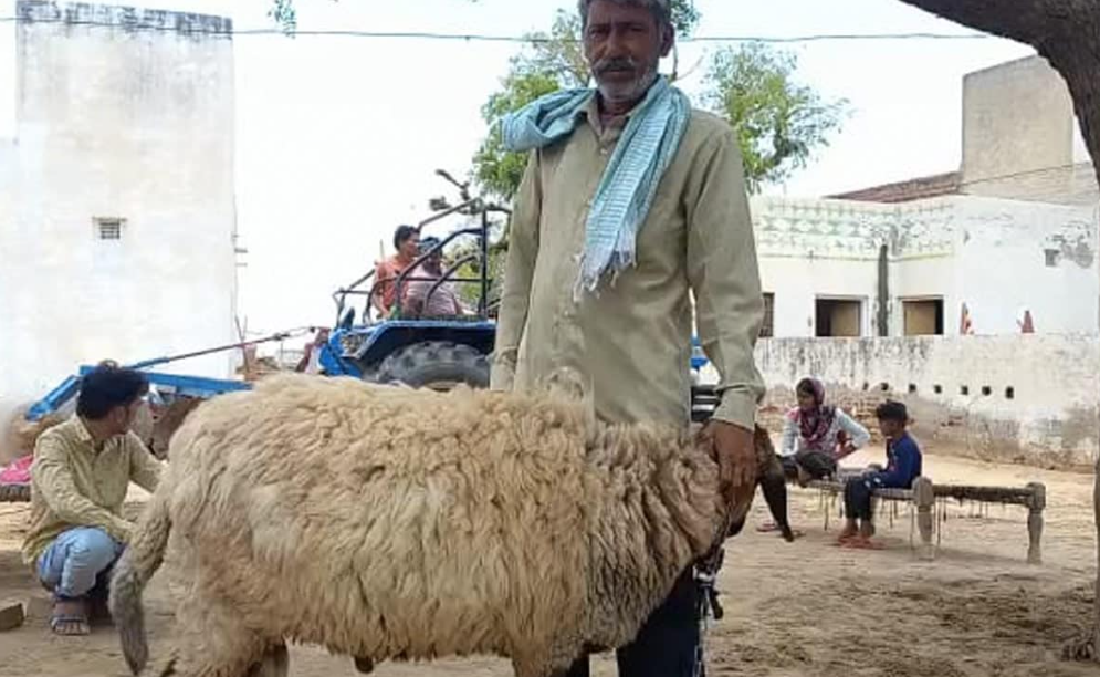 rajasthan shepherd refuses 1 crore for lamb